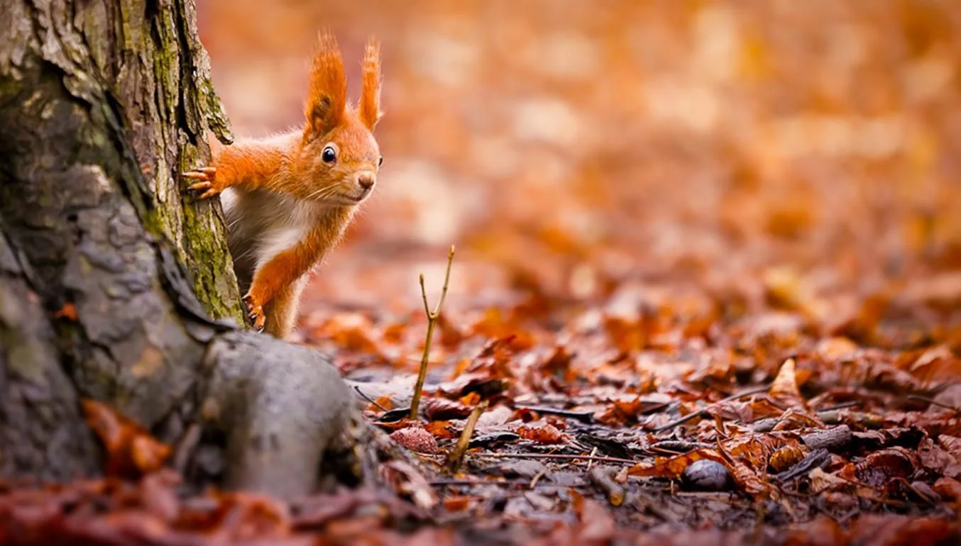 Білка визирає з-за дерева восени