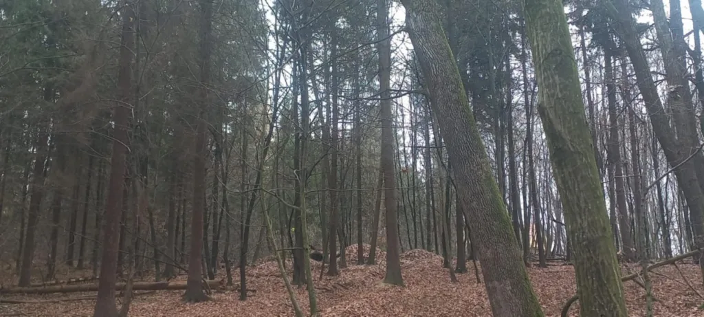 Осінній ліс із високими деревами