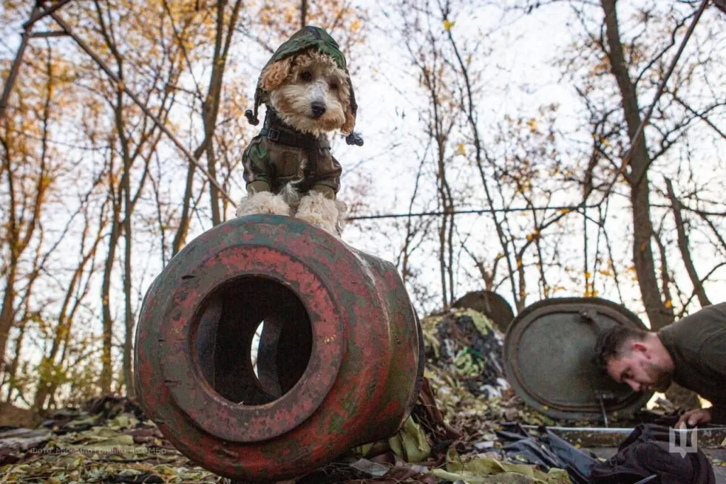 Собака у військовій формі сидить на металевій частині