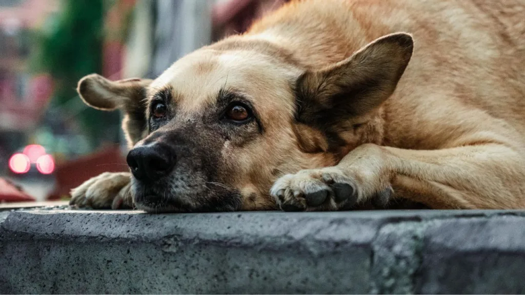 Сумний собака лежить на вулиці