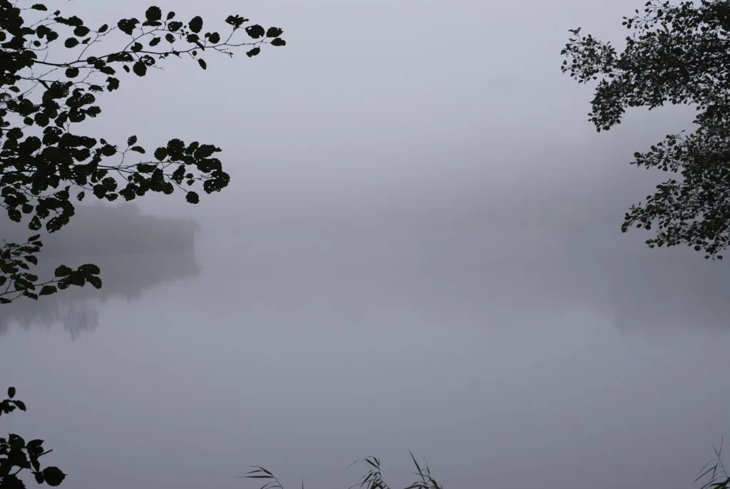 Туман над спокійним озером серед дерев