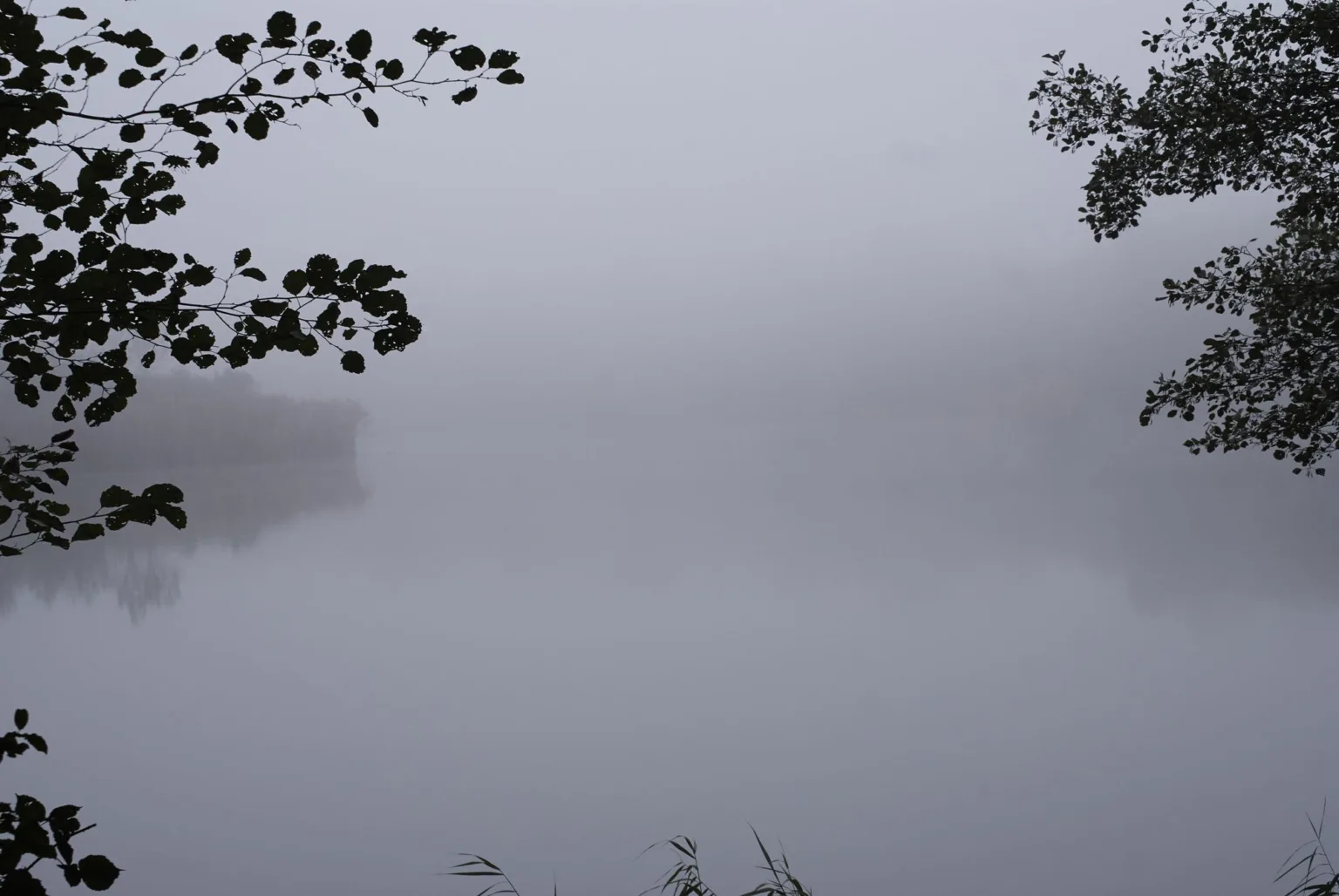 Туман над спокійним озером серед дерев