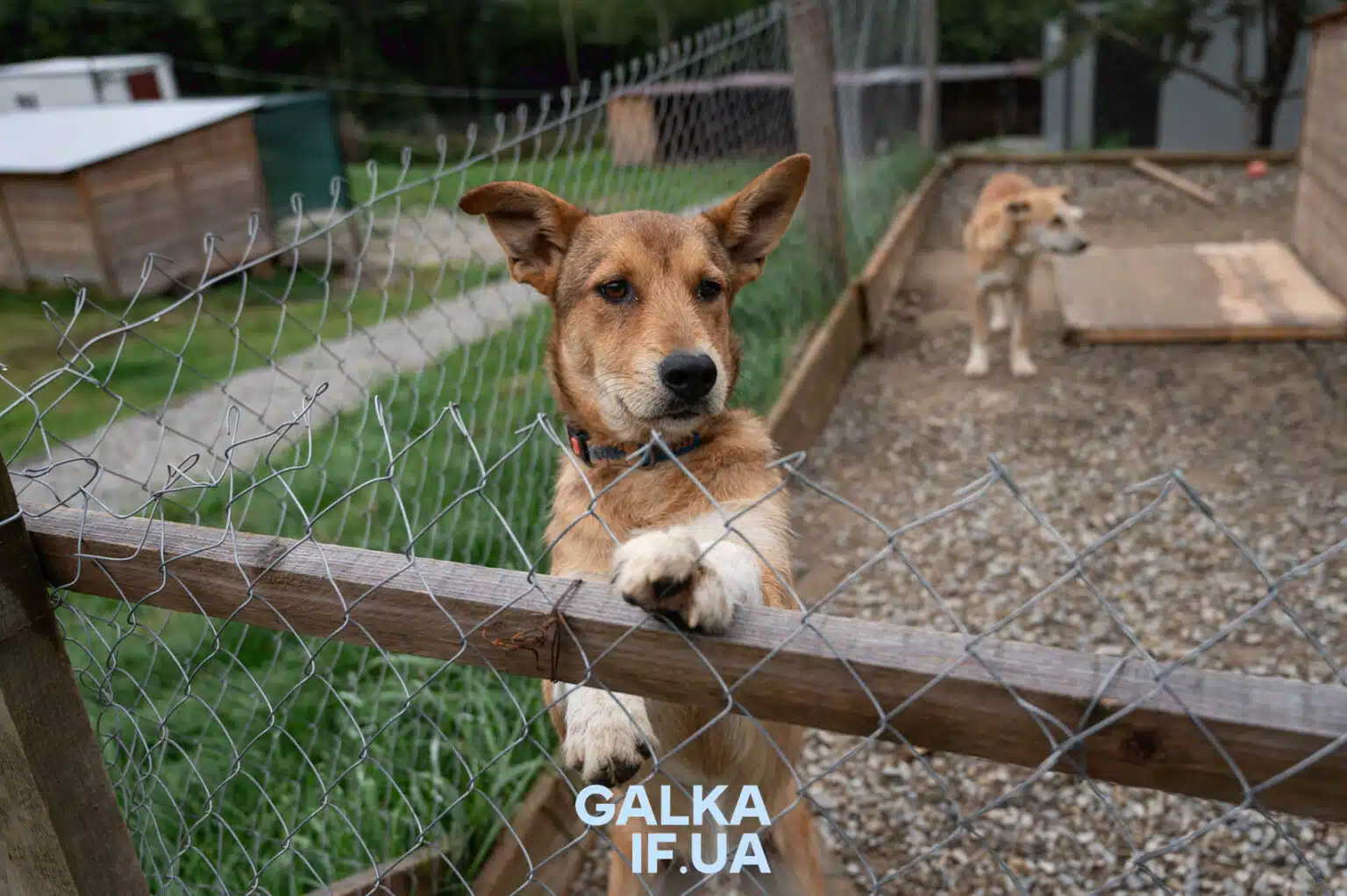 Собака у притулку стоїть біля сітки