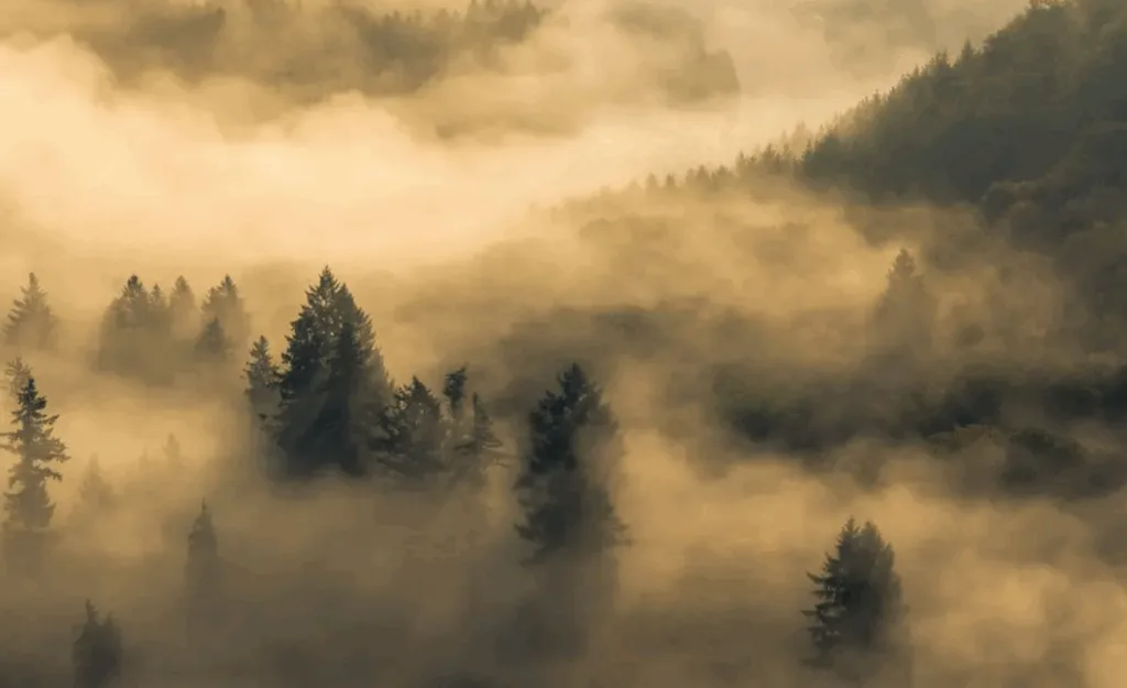 Туманний ліс у горах на світанку