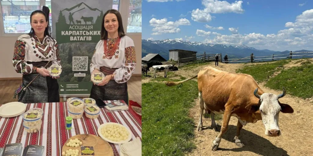 Карпатські ватаги, сири та корова в горах