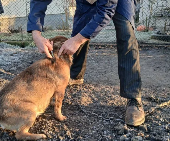 Чоловік гладить собаку на подвір’ї