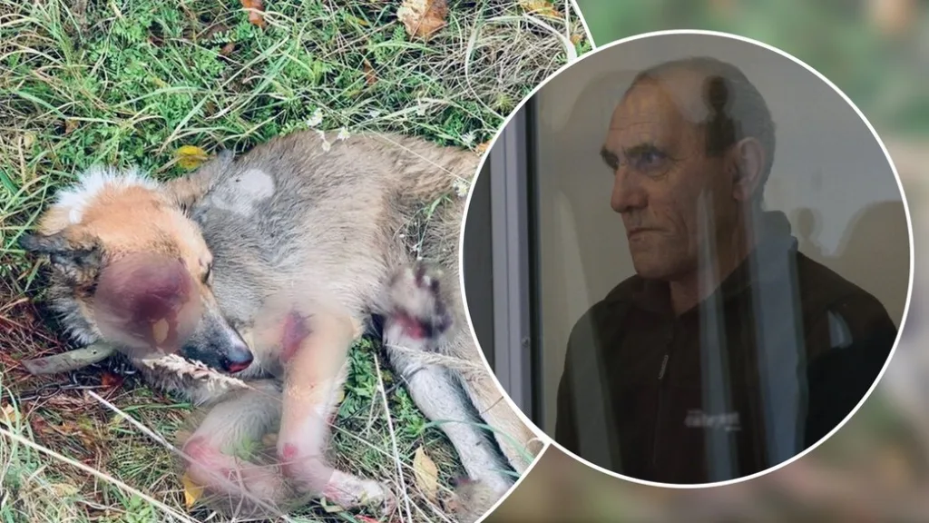 Поранений собака та літній чоловік у суді