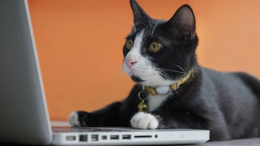Кіт дивиться на ноутбук