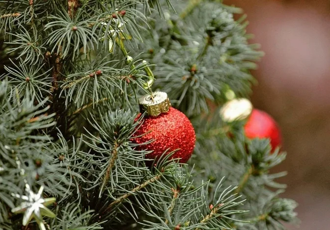 Червоні ялинкові кулі на зеленій гілці