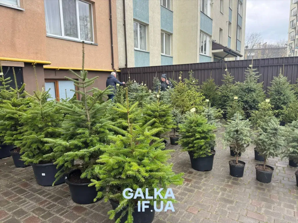 Продаж ялинок у горщиках на подвір’ї будинку