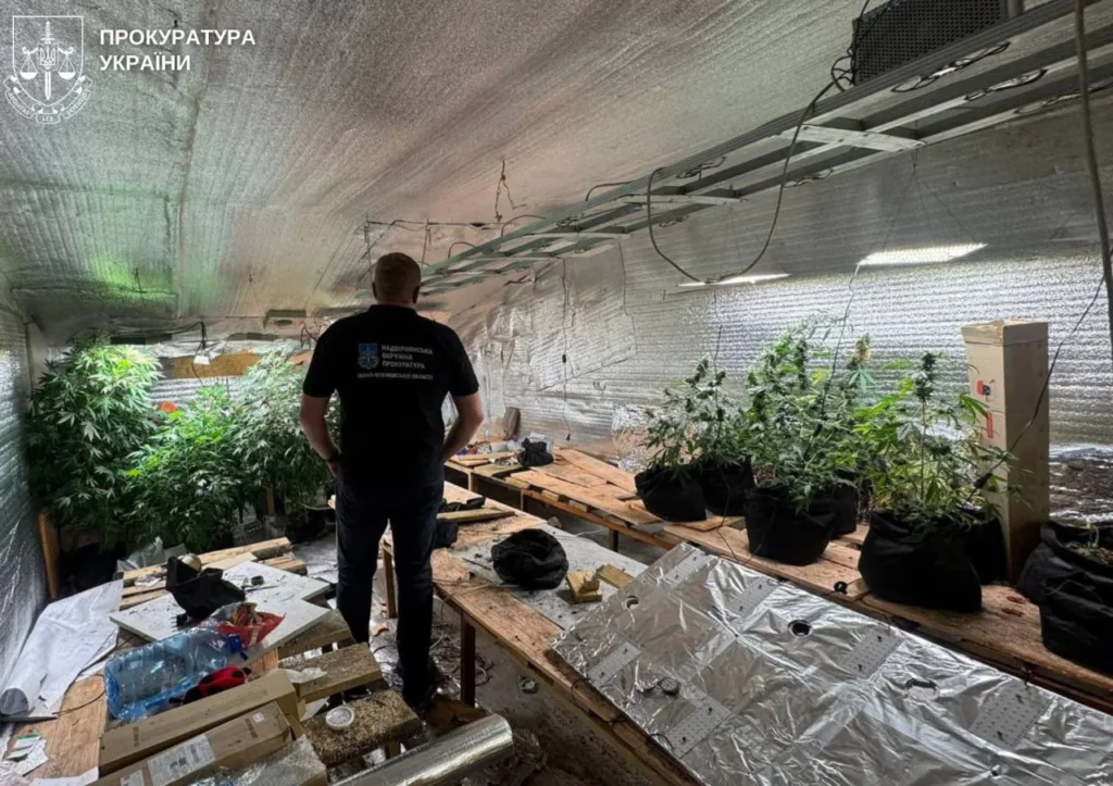 Правоохоронець оглядає підпільну теплицю з рослинами