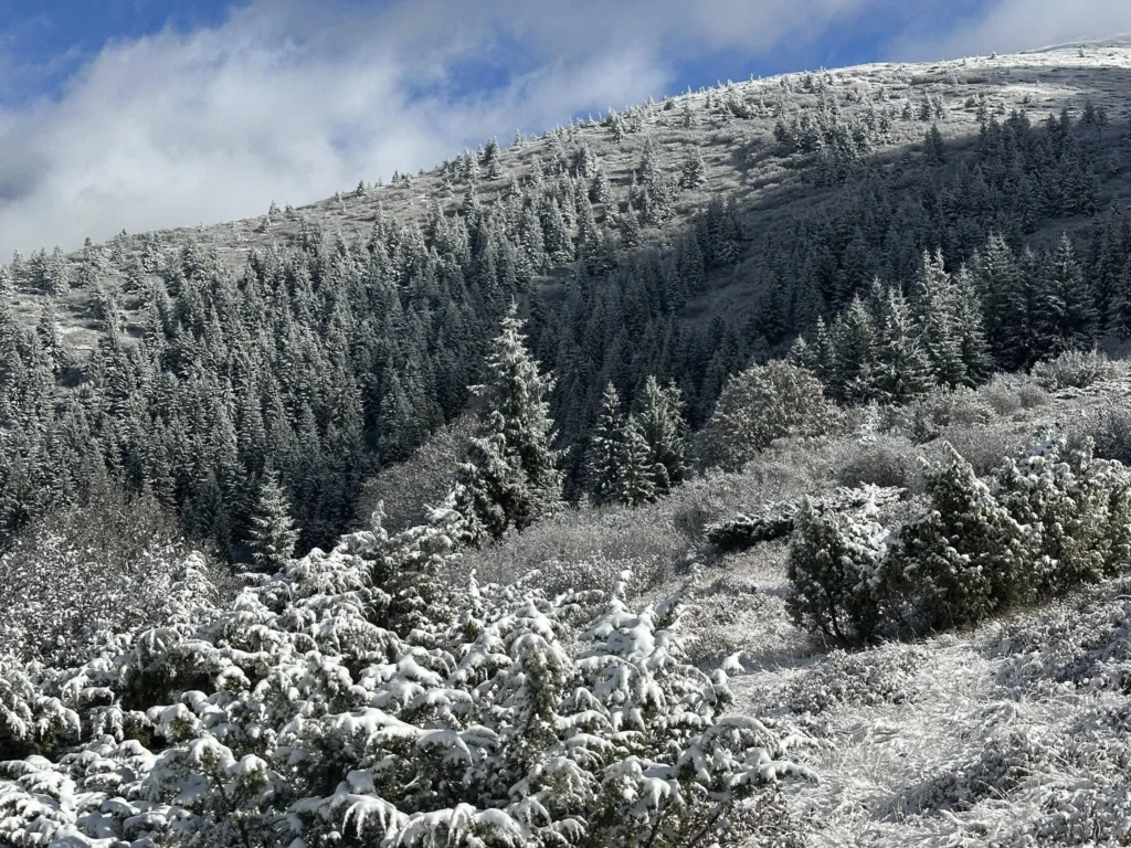 Сніжний ліс на схилі гори під синім небом