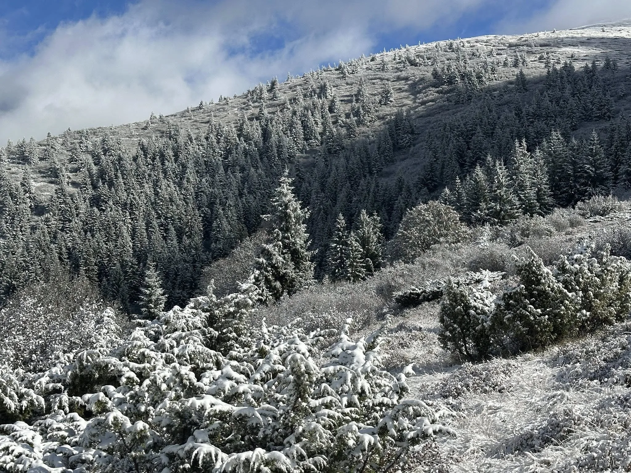 Сніжний ліс на схилі гори під синім небом