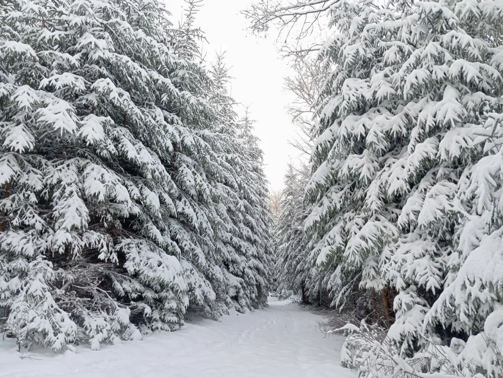 Засніжена лісова стежка між ялинами взимку