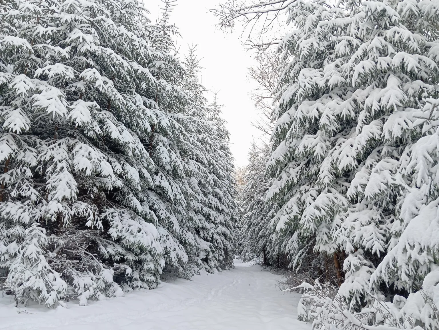 Засніжена лісова стежка між ялинами взимку