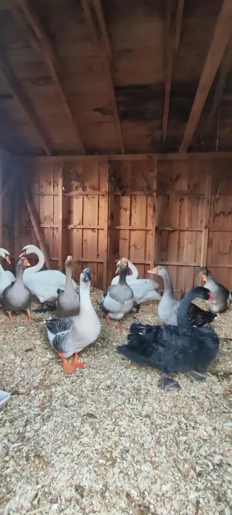 Гуси та лебеді у дерев’яному сараї