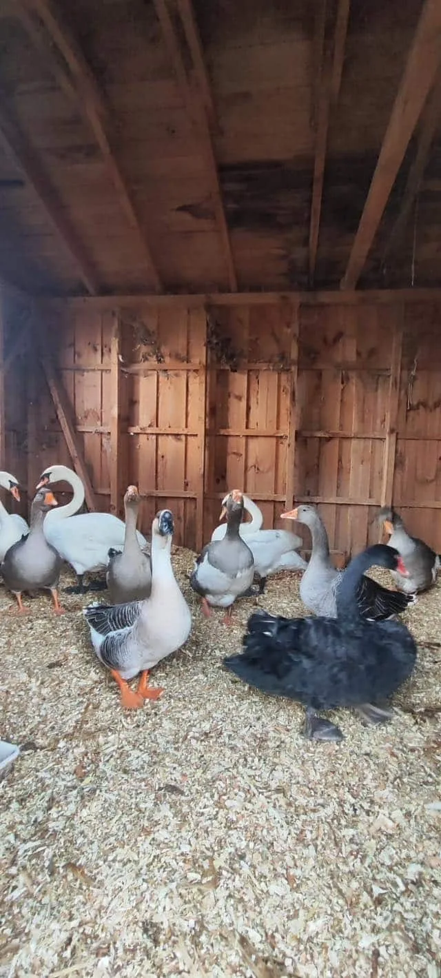 602912192_1268124265343617_6177738823642464167_n Гуси та лебеді в дерев’яному сараї