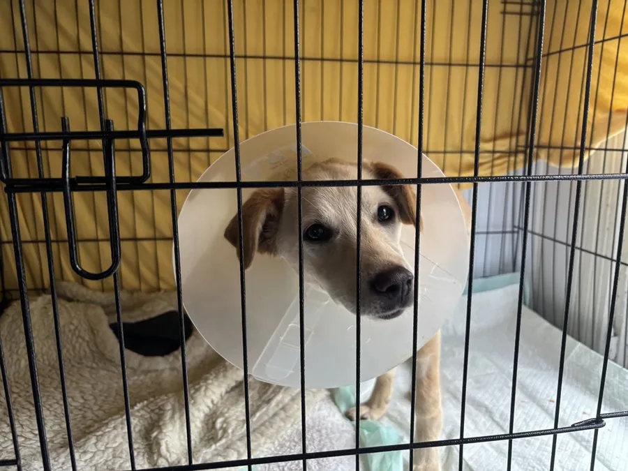 Щеня у захисному комірі в клітці