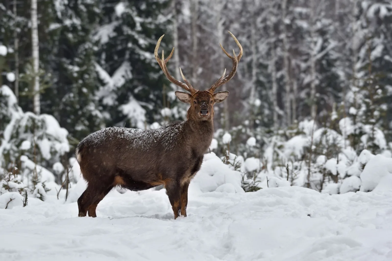 Олень стоїть у зимовому сніжному лісі