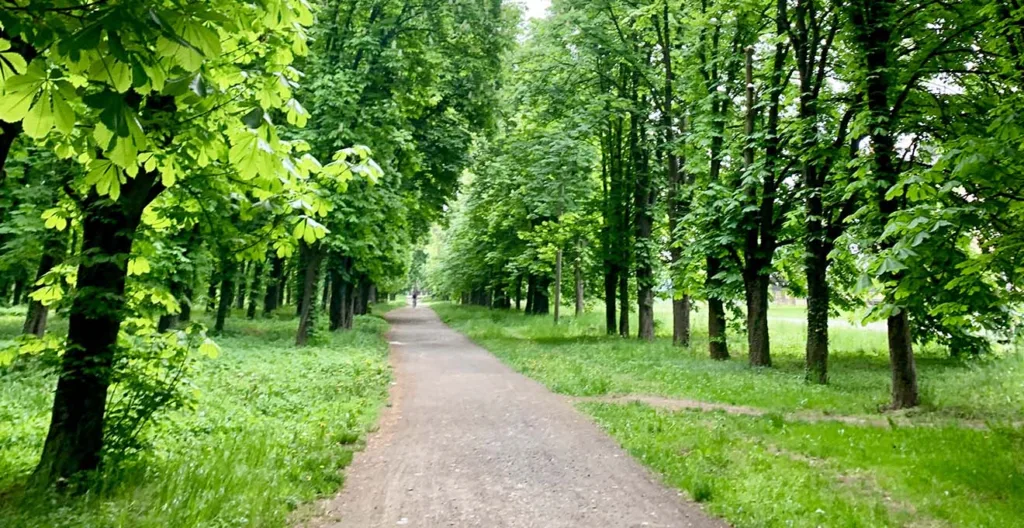 Зелена алея дерев у парку