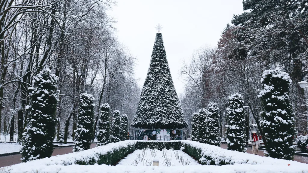 Засніжена ялинка в зимовому парку