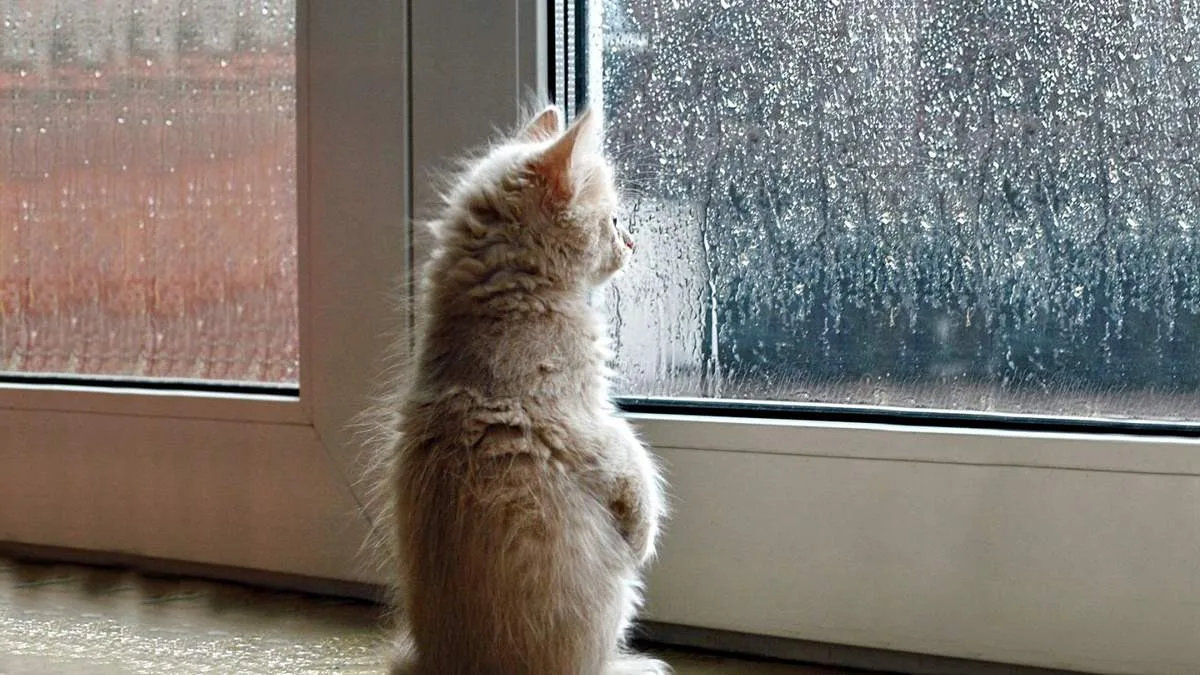 Кошеня дивиться у вікно під дощем