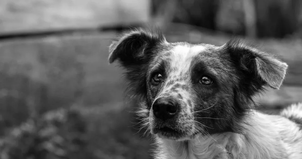 Чорно-біле фото сумного собаки