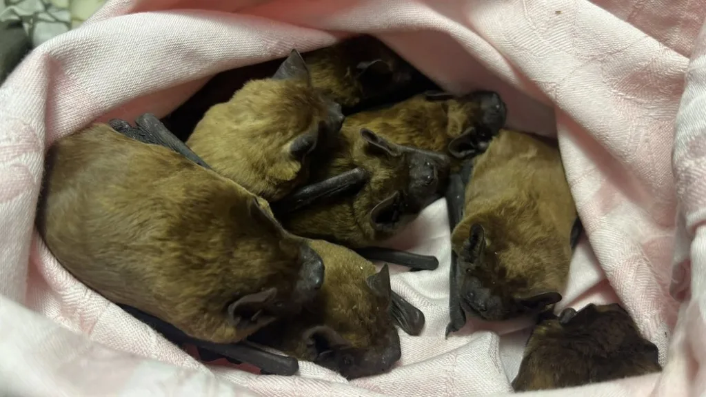 Група кажанів на рожевій тканині