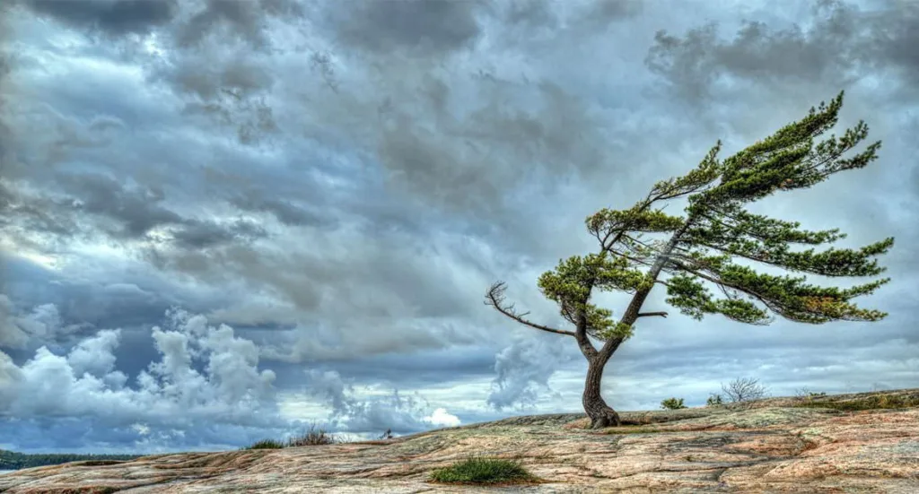 Дерево, зігнуте вітром під похмурим небом