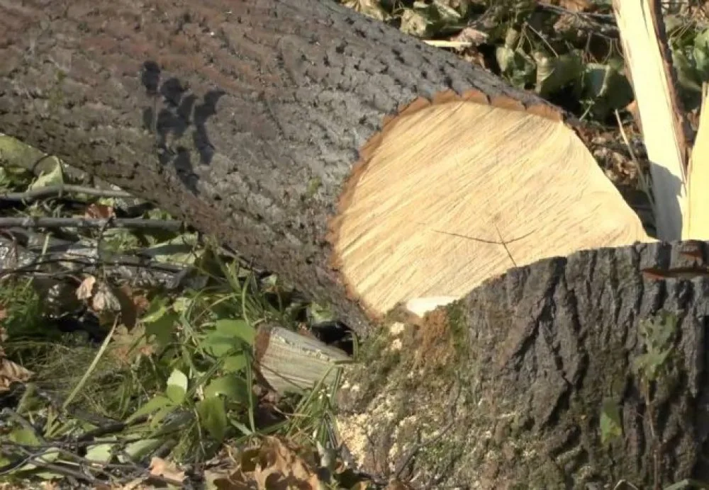 Звалене дерево після спилювання в лісі