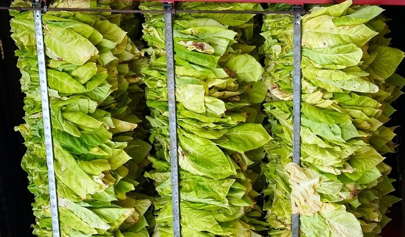 Сушіння свіжого тютюнового листя на фермі