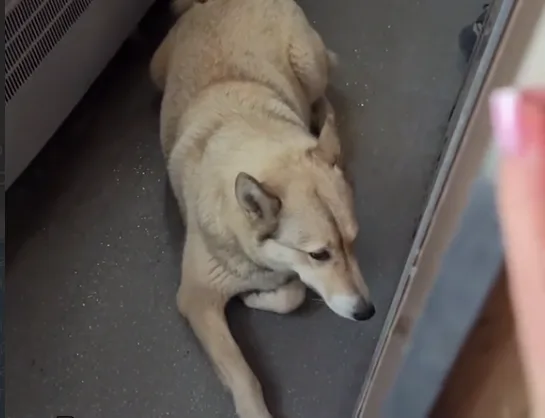 Собака лежить на підлозі біля стіни