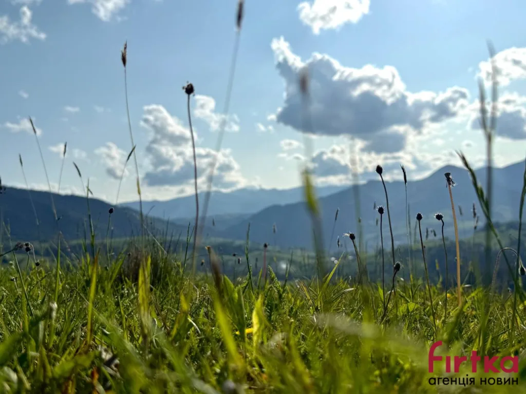 Карпатські гори та зелена трава під синім небом