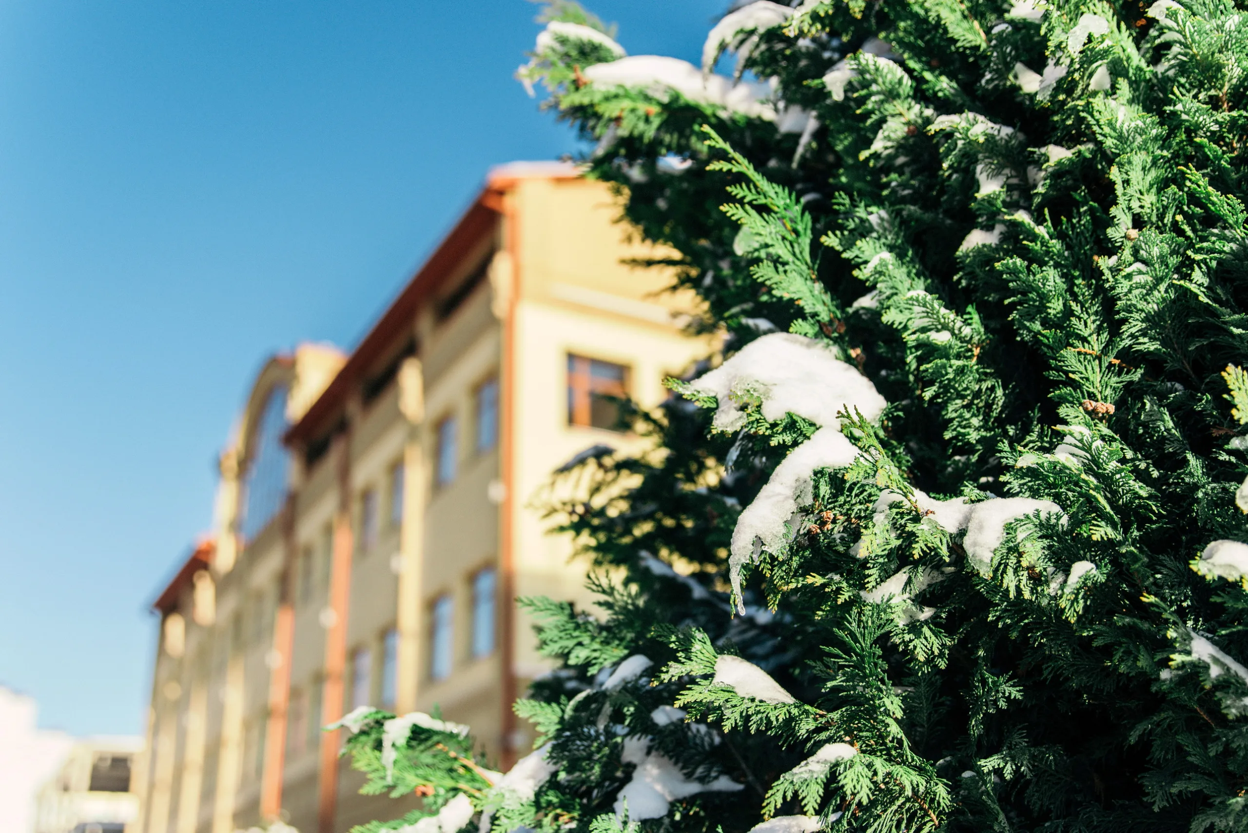 Сніг на вічнозеленому дереві біля будівлі