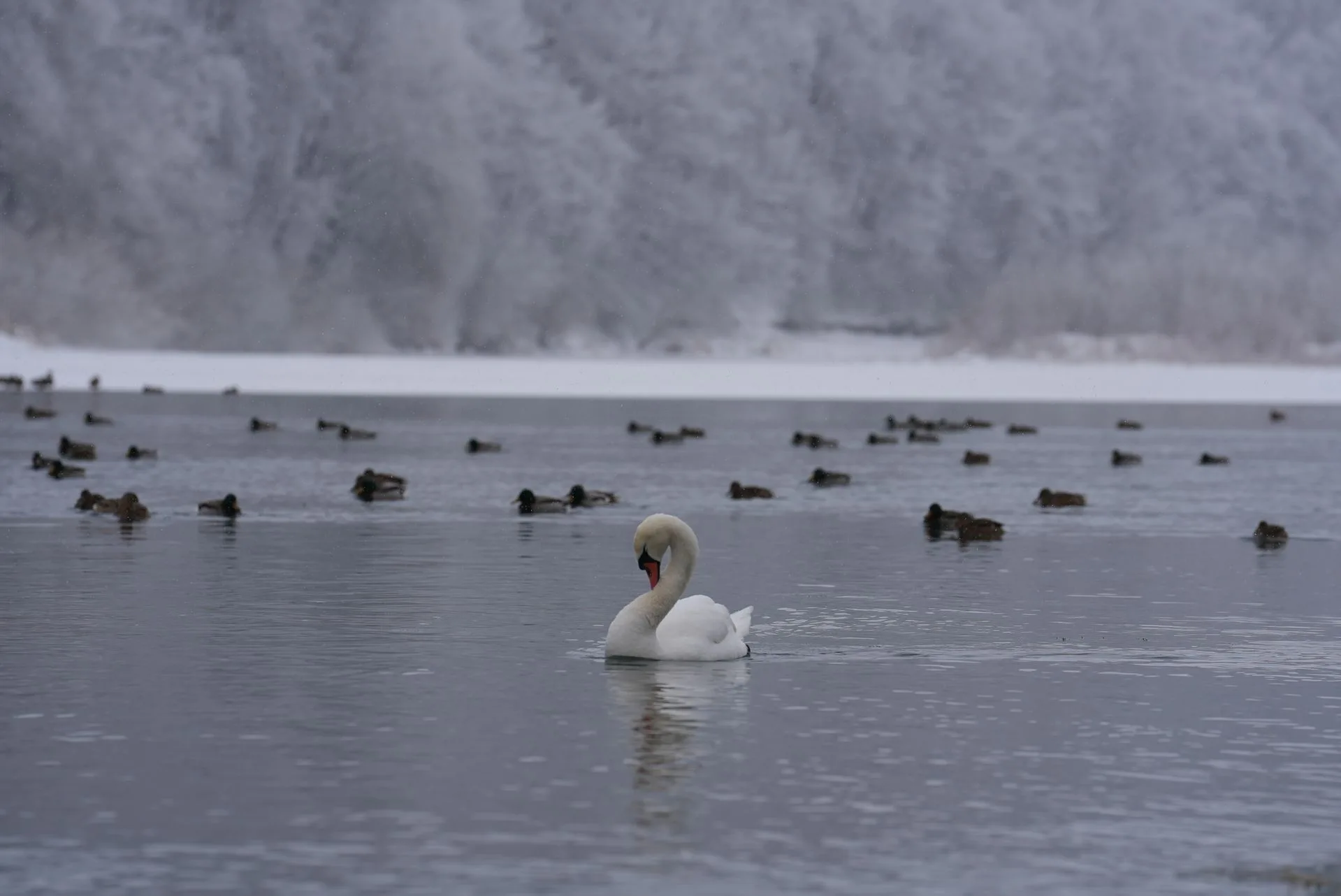 Лебідь і качки на зимовому озері