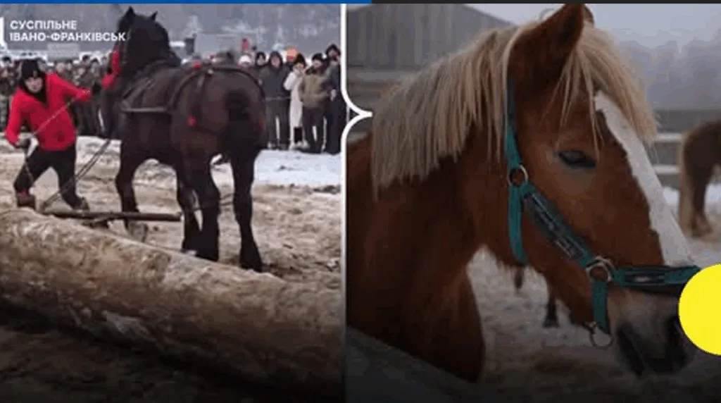 Змагання коней у зимовому Івано-Франківську