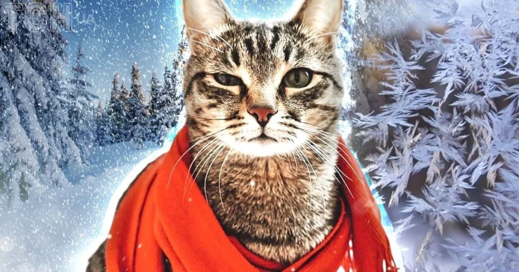 Кіт у червоній шарфі на сніжному фоні