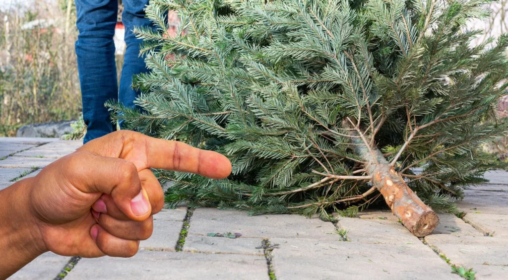 Рука вказує на зрубану новорічну ялинку