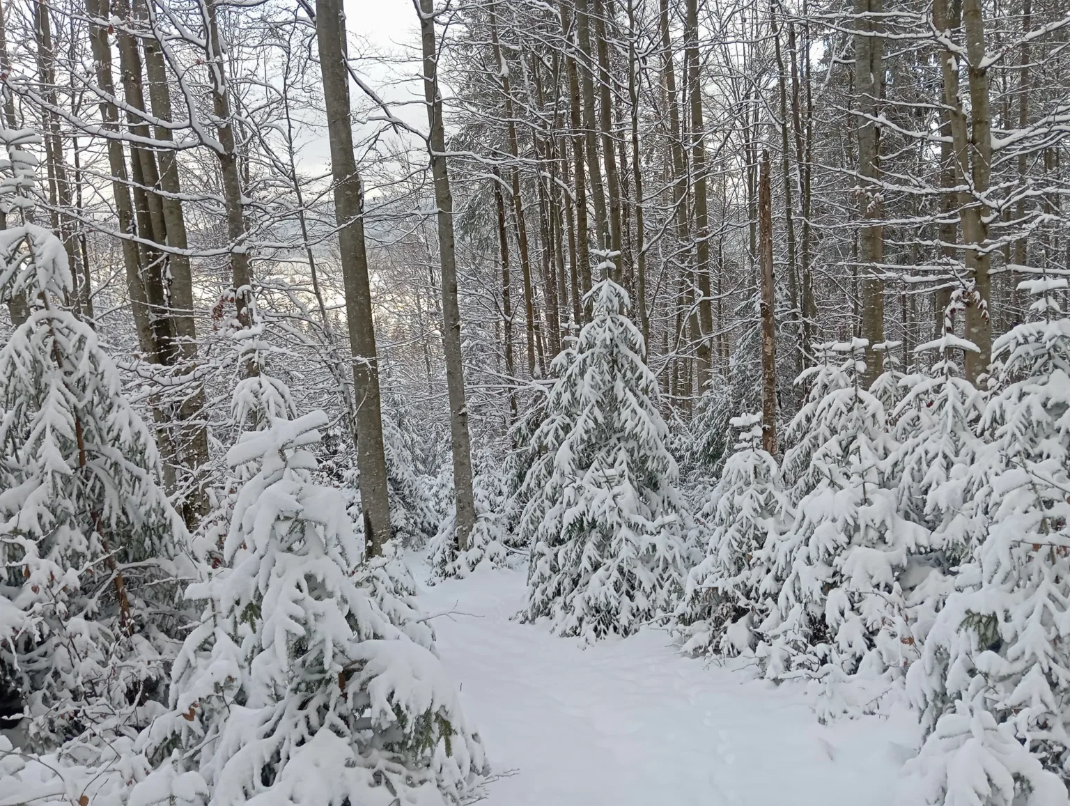 Засніжений зимовий ліс із ялинами та стежкою