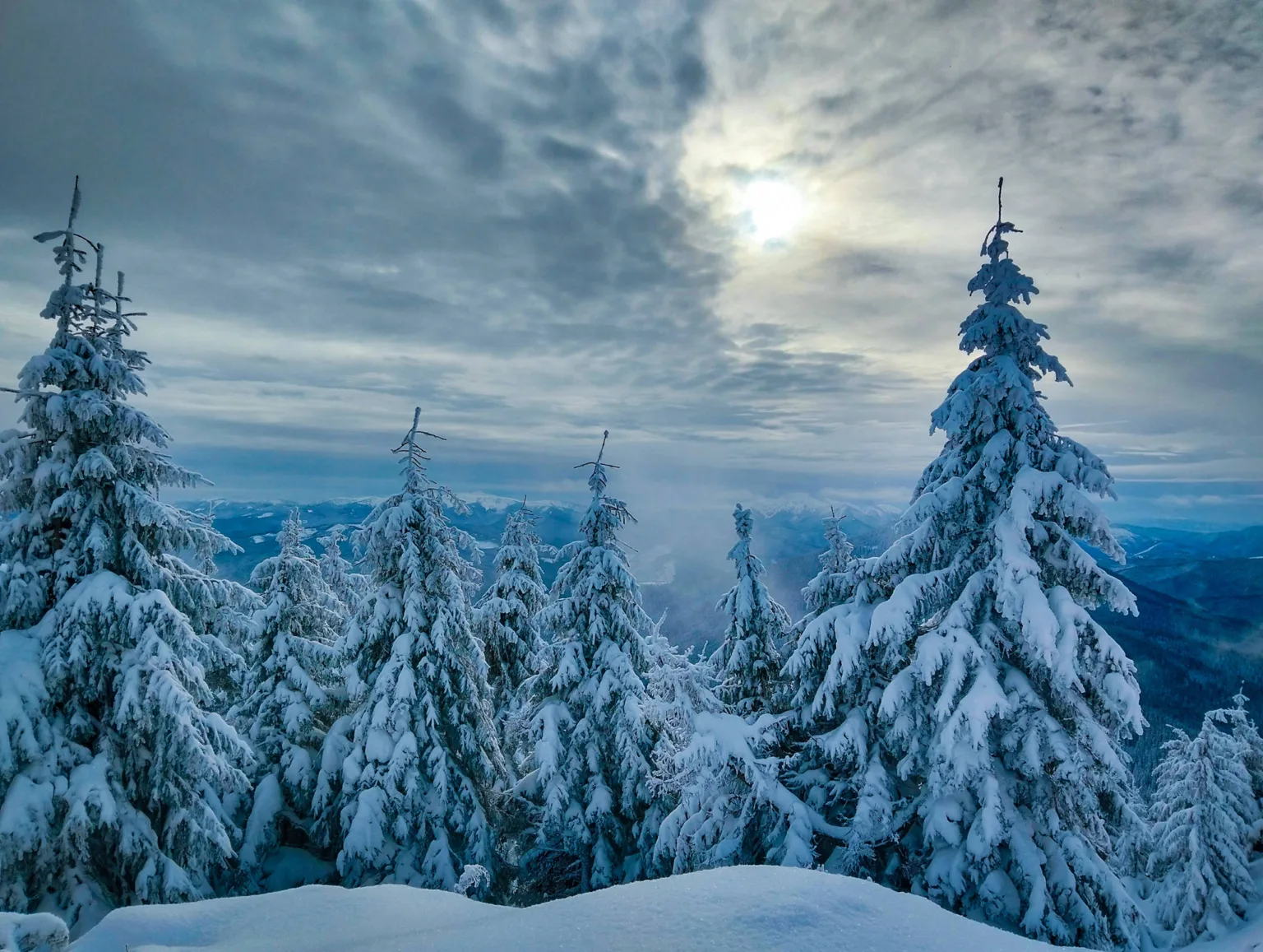 Засніжені ялинки в карпатських горах узимку