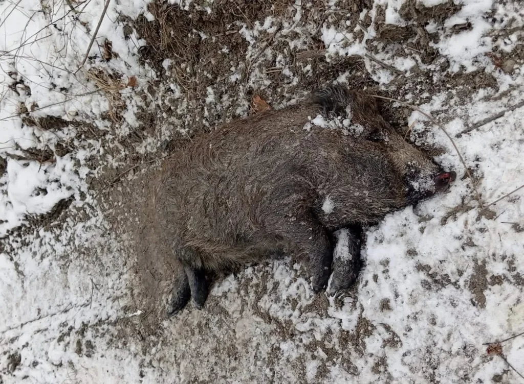 Дикий кабан лежить на снігу в лісі