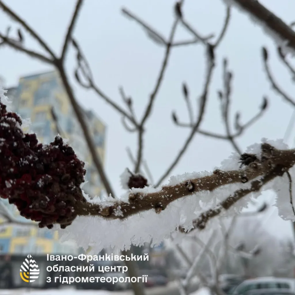 Гілка з інеєм у зимовому Івано-Франківську