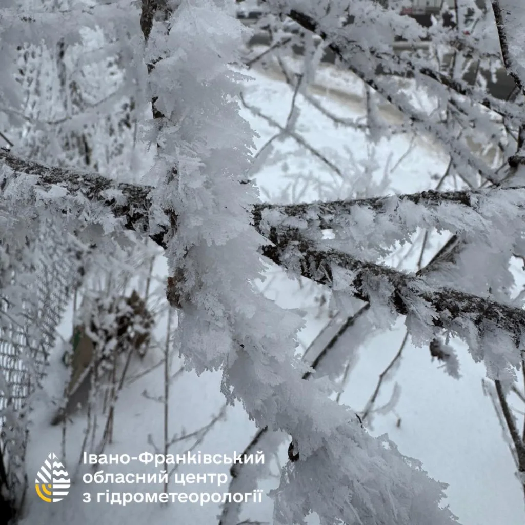 Гілки дерев, вкриті інеєм узимку