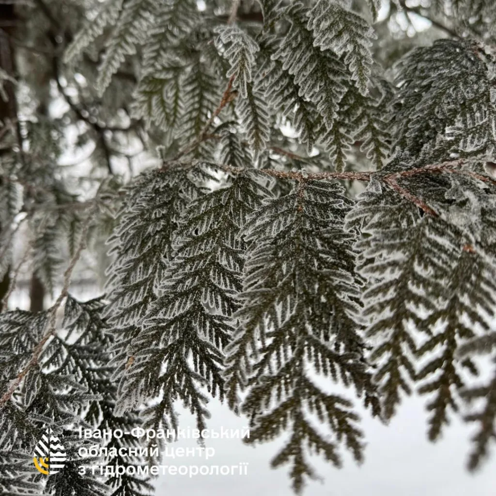 Засніжені гілки ялинки крупним планом