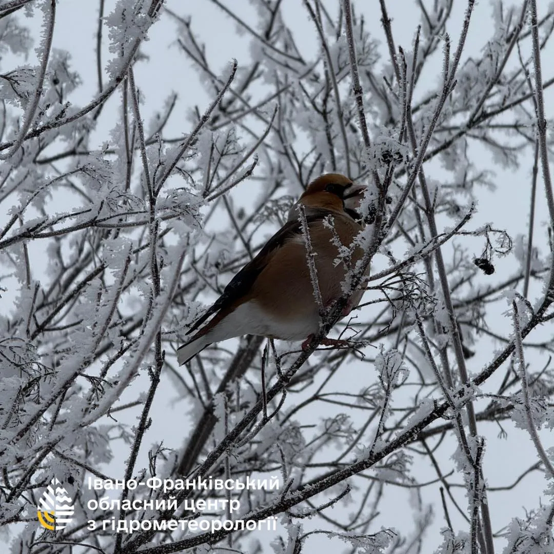 Птах сидить на засніжених гілках взимку