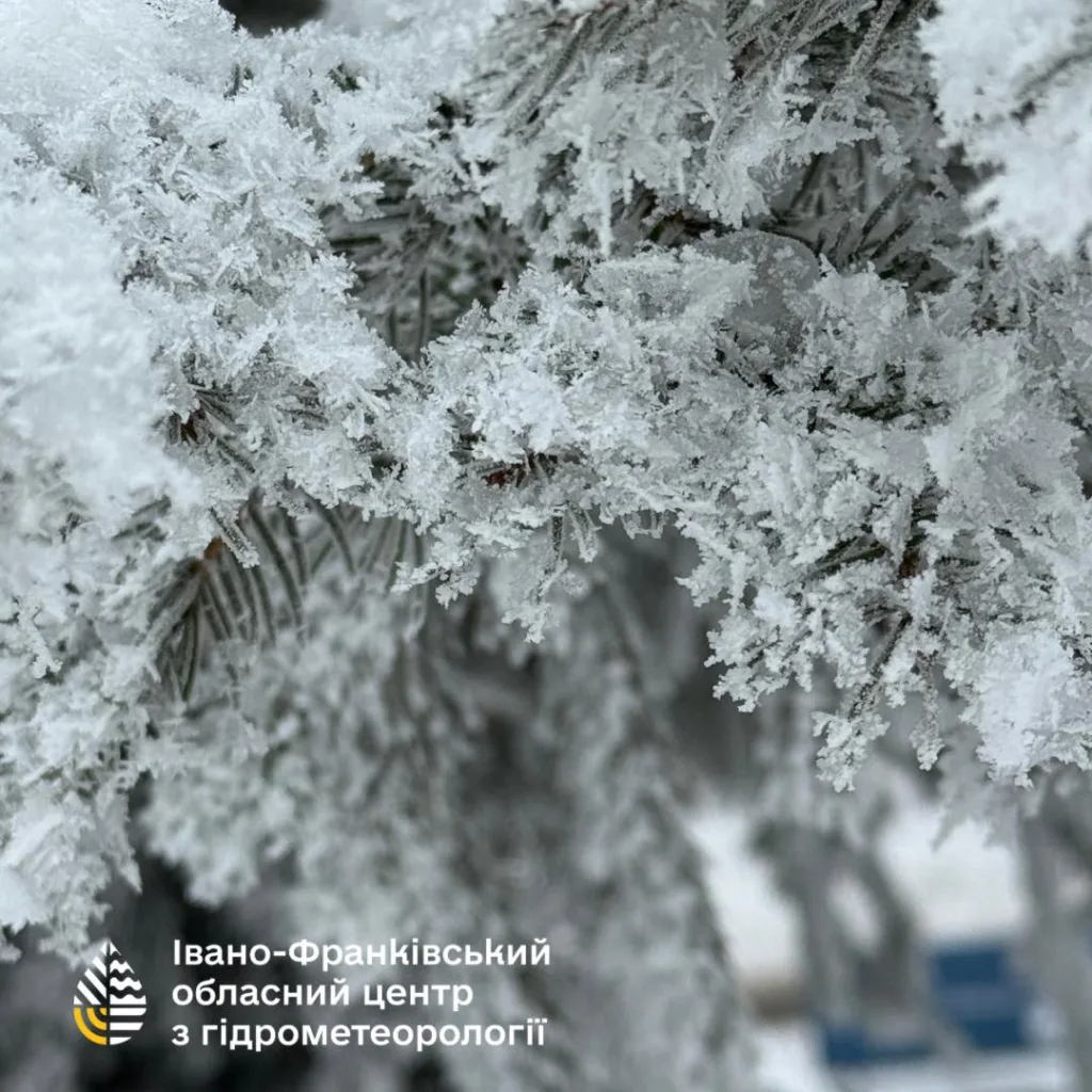 Гілки ялини, вкриті інеєм взимку