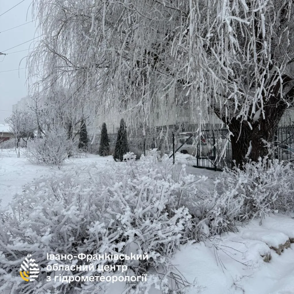 Зимовий пейзаж з деревами у снігу Івано-Франківськ