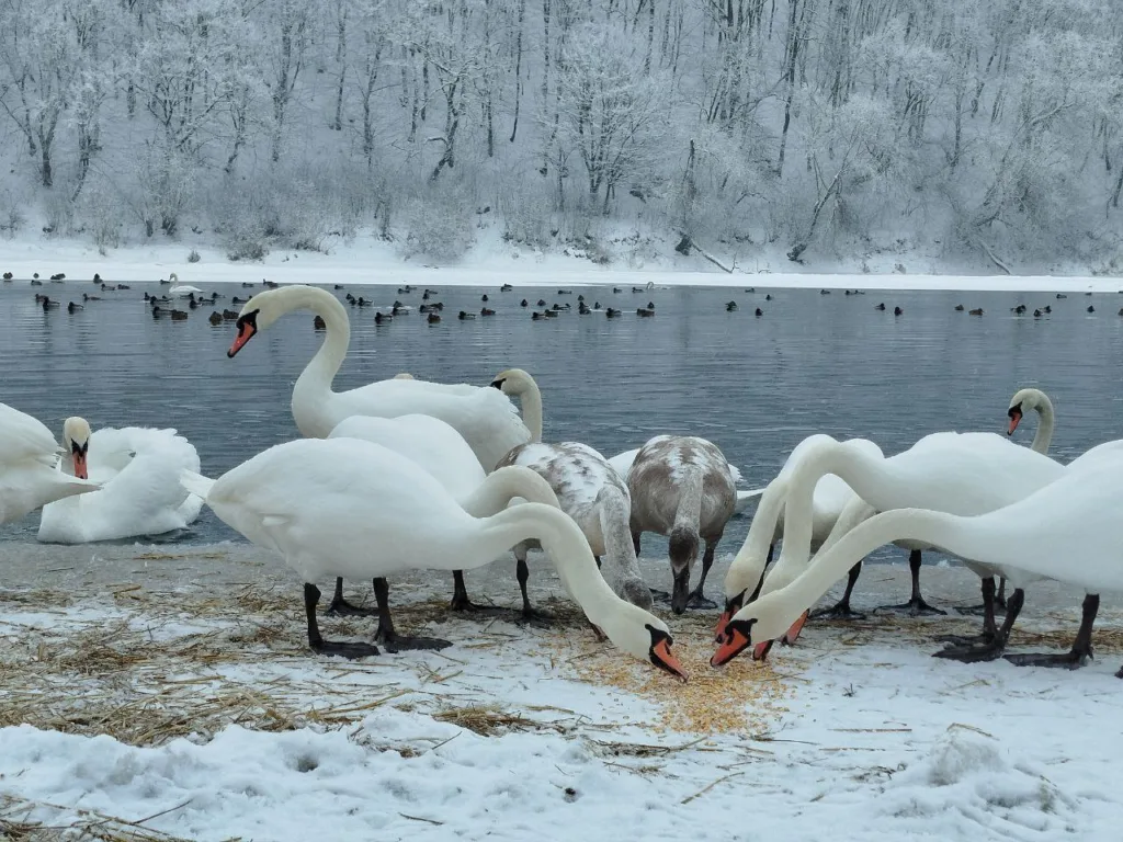 Лебеді на замерзлому озері взимку