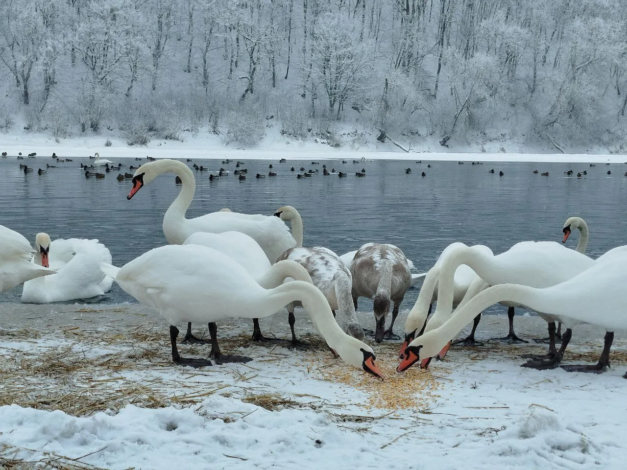 Лебеді на замерзлому озері взимку