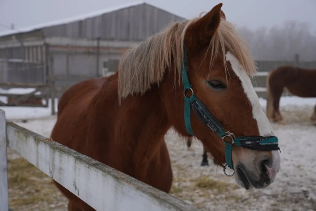 Коричневий кінь стоїть біля паркану взимку